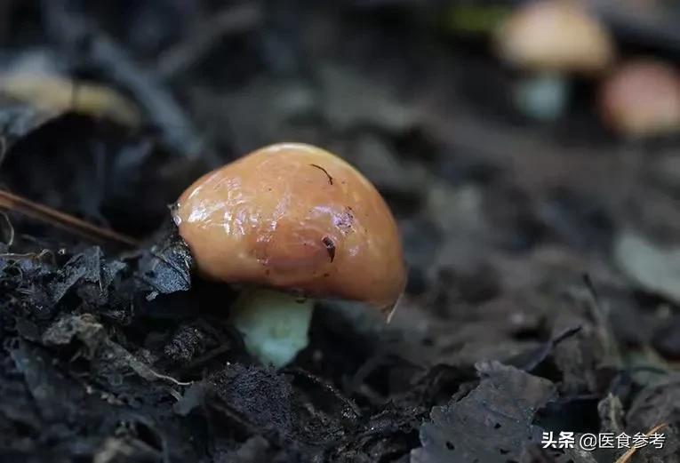 东北名菜小鸡炖蘑菇，能大补的秘密竟是这种蘑菇